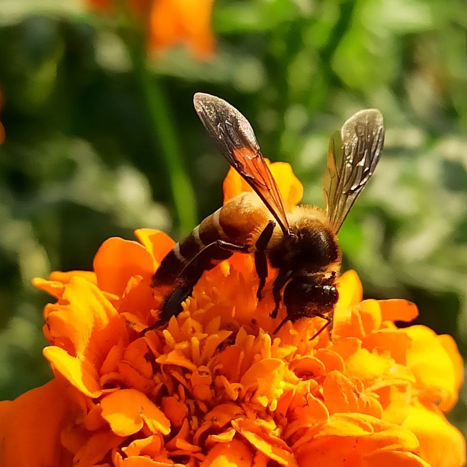 Macro photograph of a bee collecting nectar from an orange marigold flower